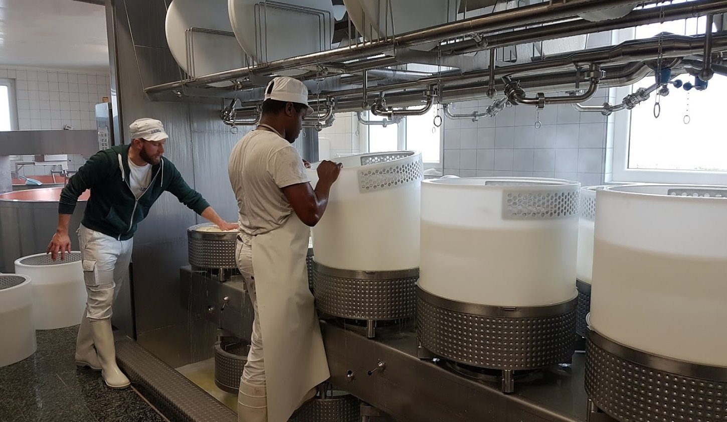 Cheese making