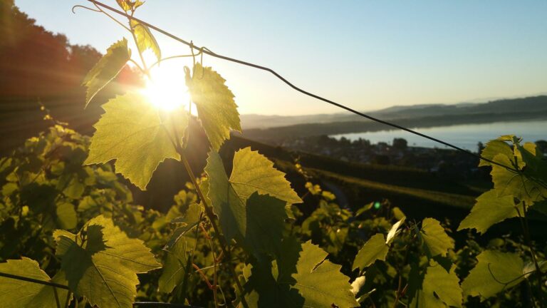 Vineyards