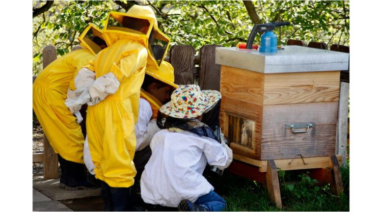 Découverte du monde des abeilles
