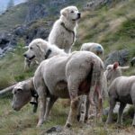 Readiness check for guard dogs