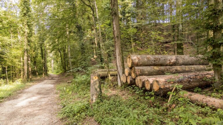 Wandern Sie ?