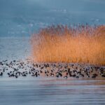 Grands rassemblements d’oiseaux d’eau