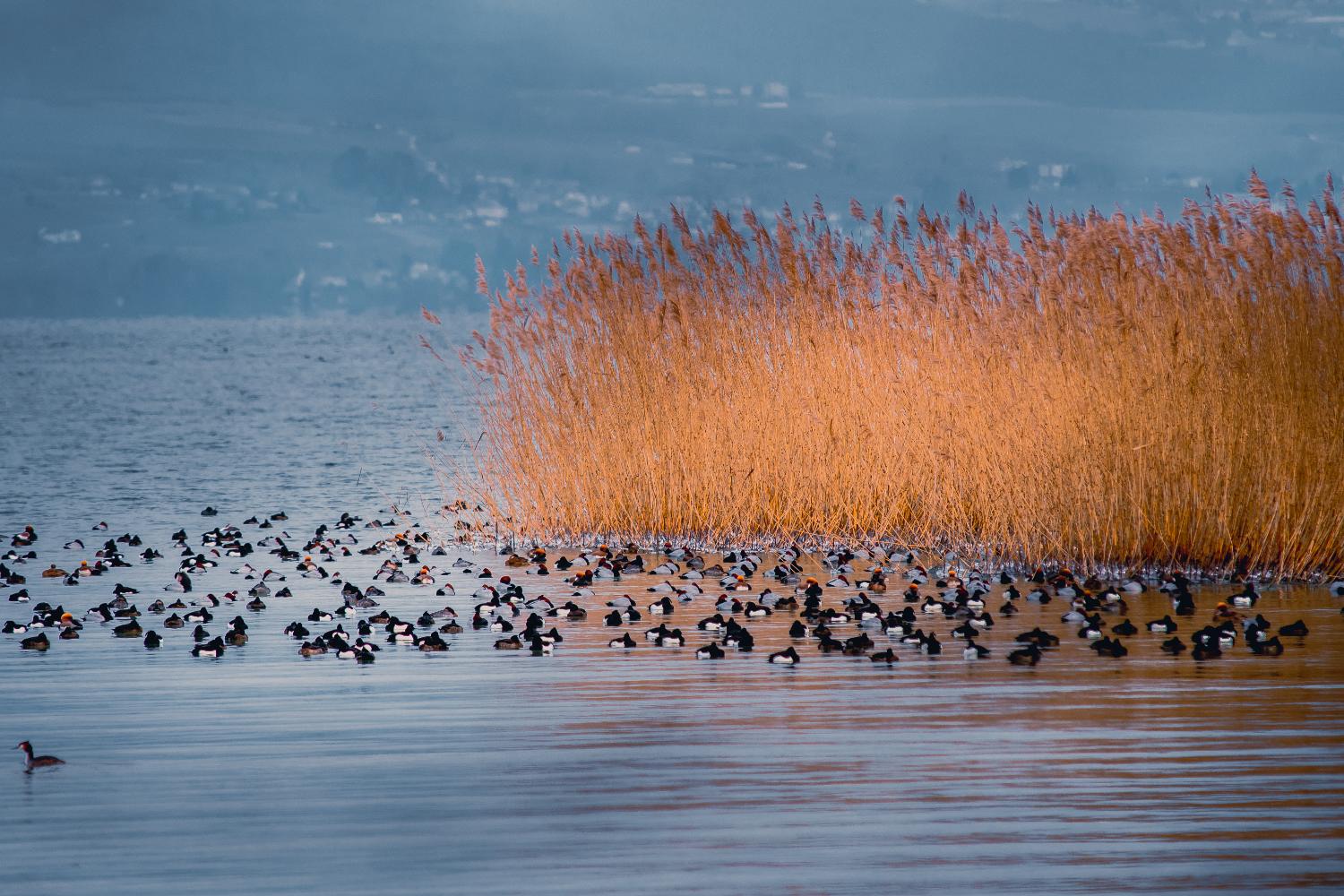 Oiseaux en hiver, Cheyres
