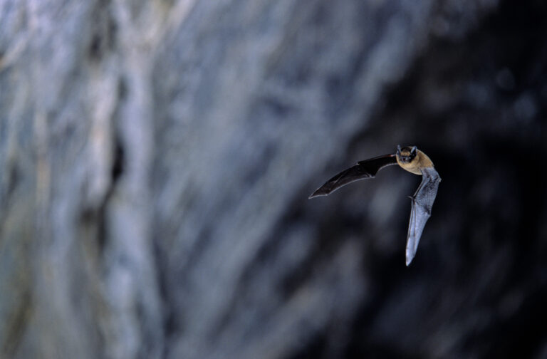 Bat Night
