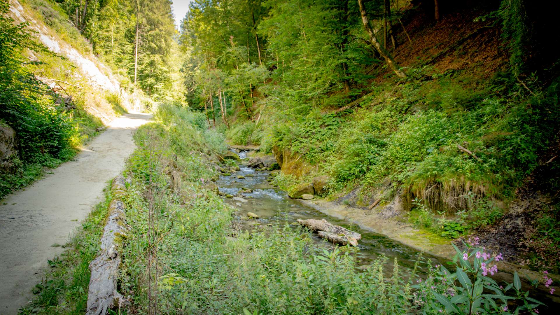 Balade accompagnée dans la Vallée du Gottéron
