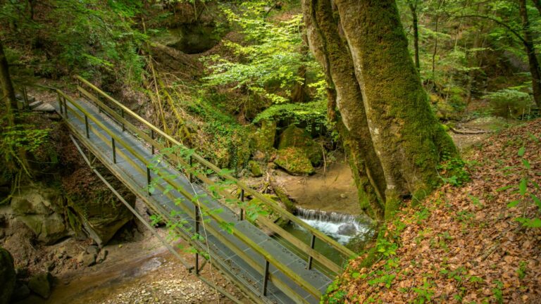 Balade accompagnée dans la Vallée du Gottéron