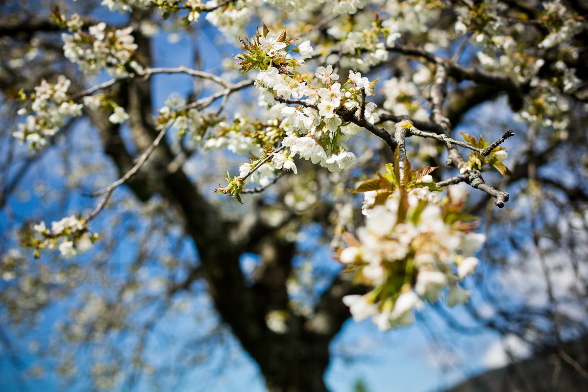 Spring is (almost) here !