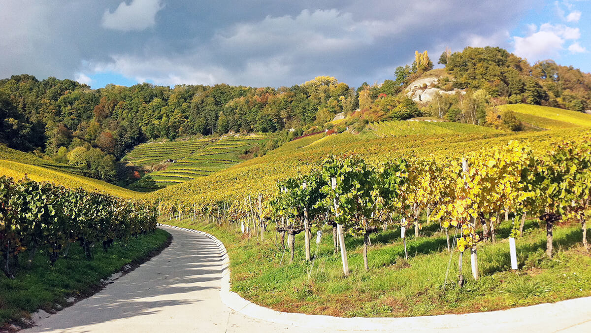 Vignobles du Vully