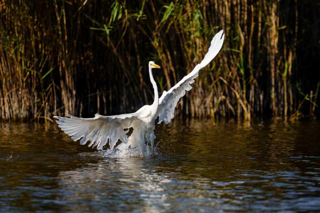 Begegnung mit den Wasservögeln des Grossen Schilfgebiets