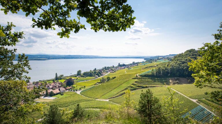 Vully-Vigne