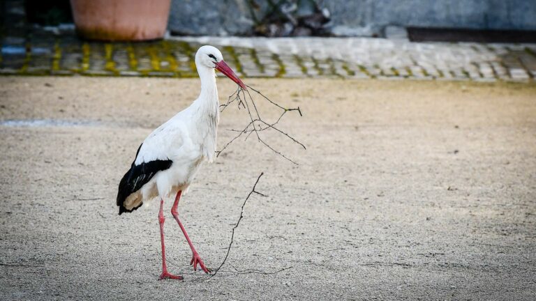 La vie des cigognes du Haras National Suisse