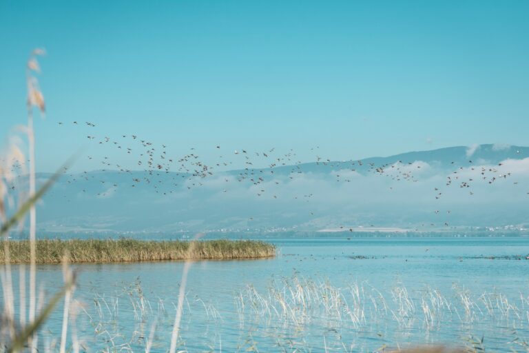 Grands rassemblements d’oiseaux d’eau