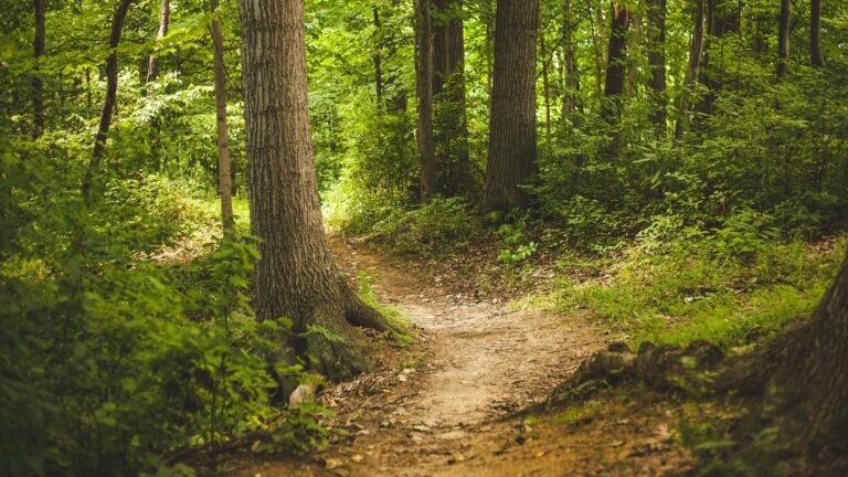 foret-sentier-rando-librededroit