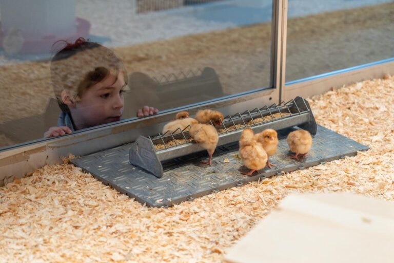 Les poussins au Musée d'histoire naturelle