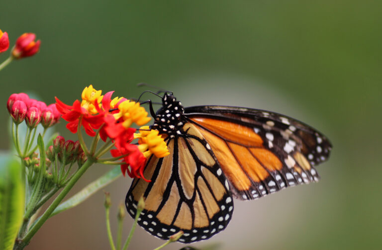 Papiliorama