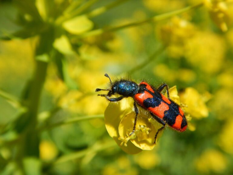 Les dimanches nature au centre-nature Birdlife La Sauge