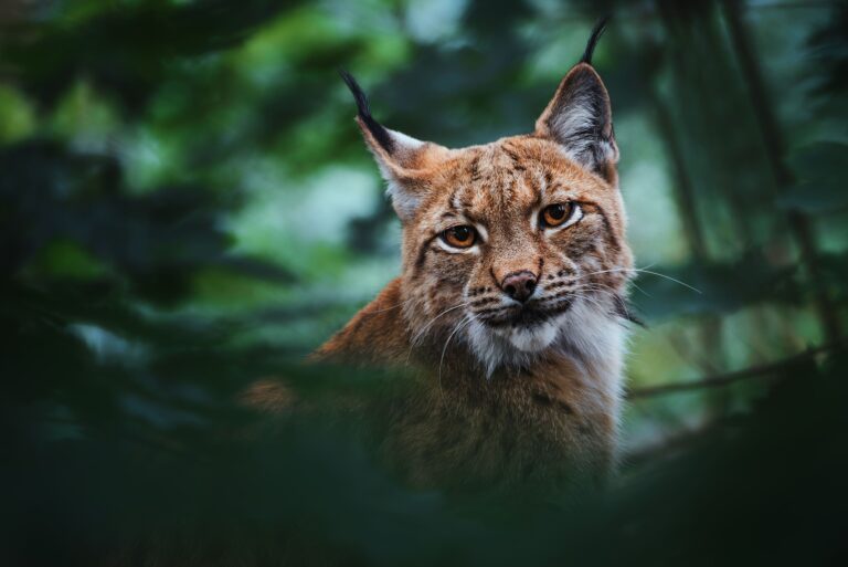 Lynx