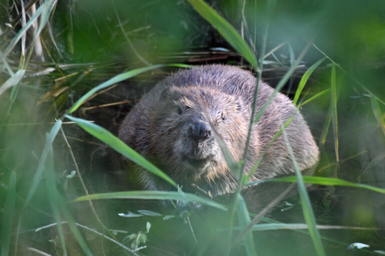 Sur la piste du castor