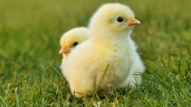 Chasse aux oeufs à Charmey