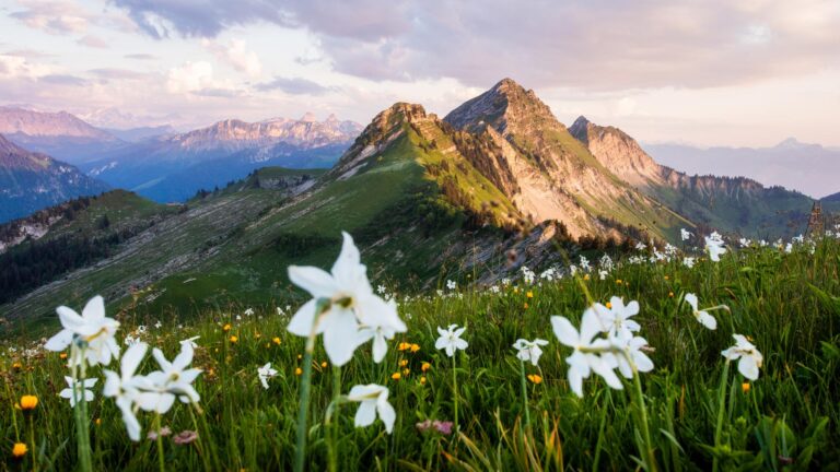 Narcissus in bloom at Les Paccots