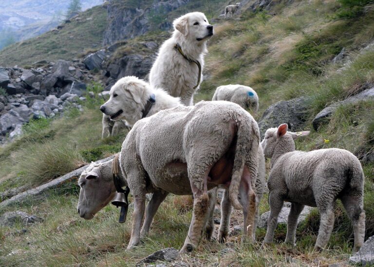 Chiens de protection