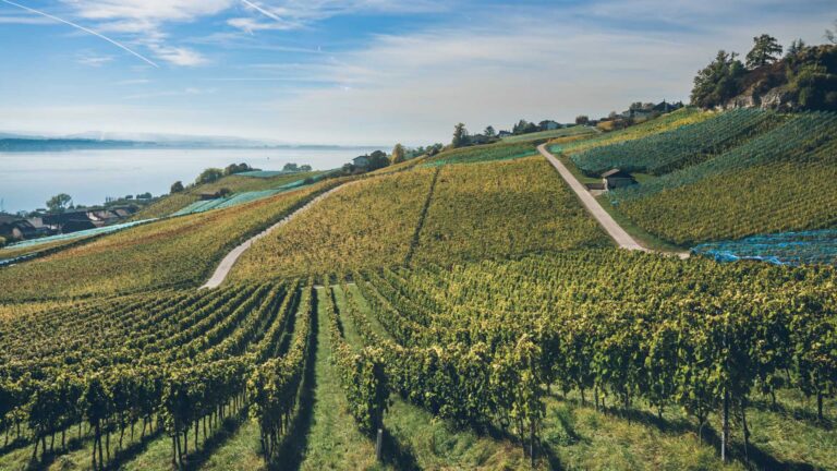 Time out in the vineyard