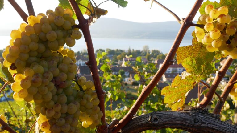 Fête des Vendanges à Cheyres