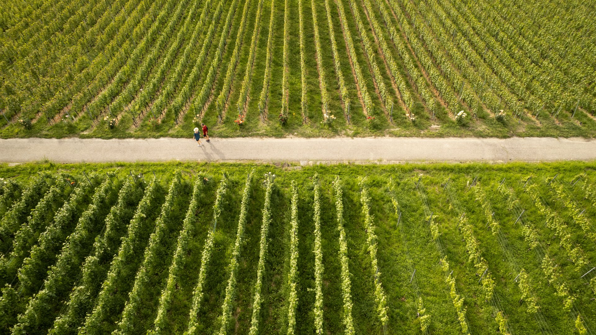 Cheyres’ Viticultural Path