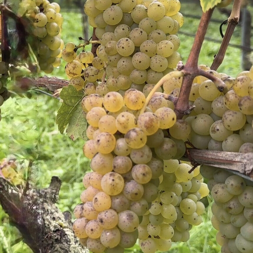 Alain Derron :  La nouvelle génération des vins du Vully
