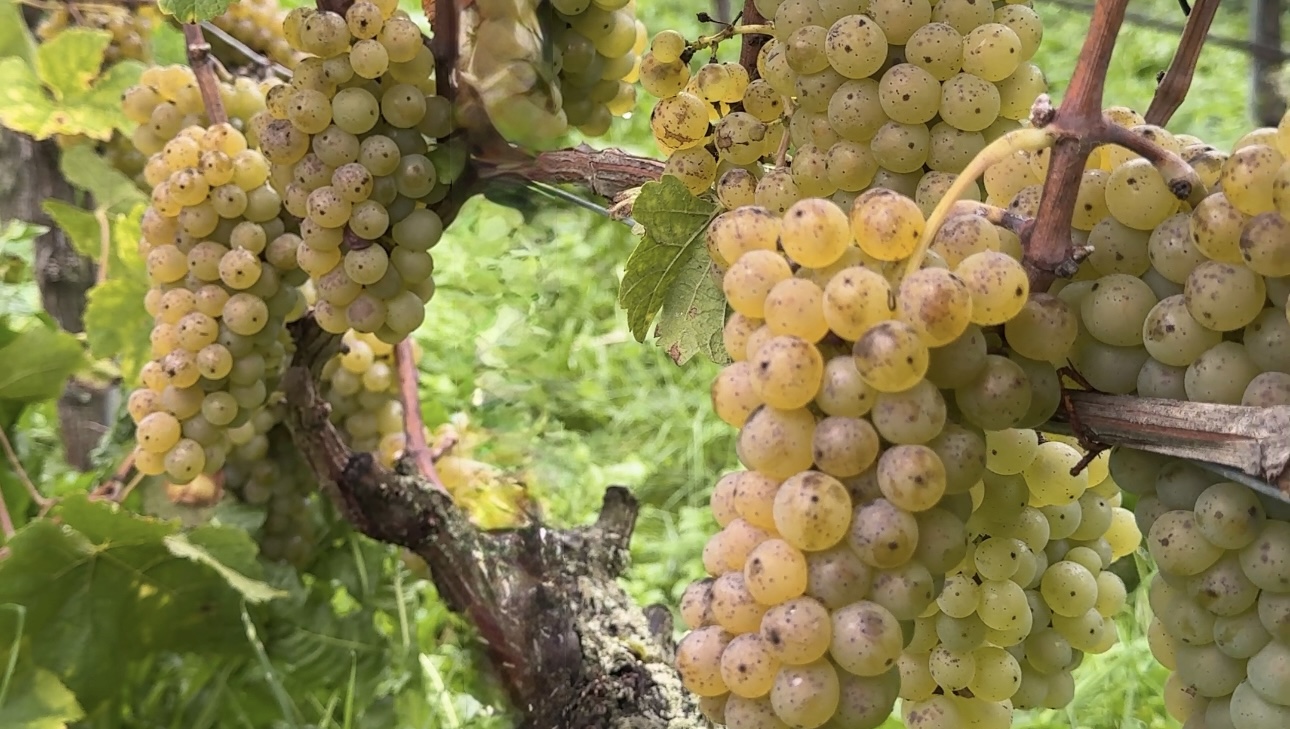 Alain Derron: The new generation of Vully wines
