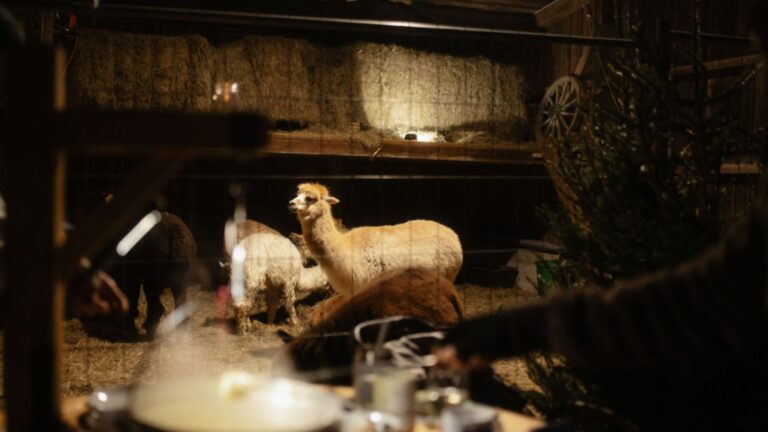 Fondue mit Alpakas – Ein einzigartiges Erlebnis