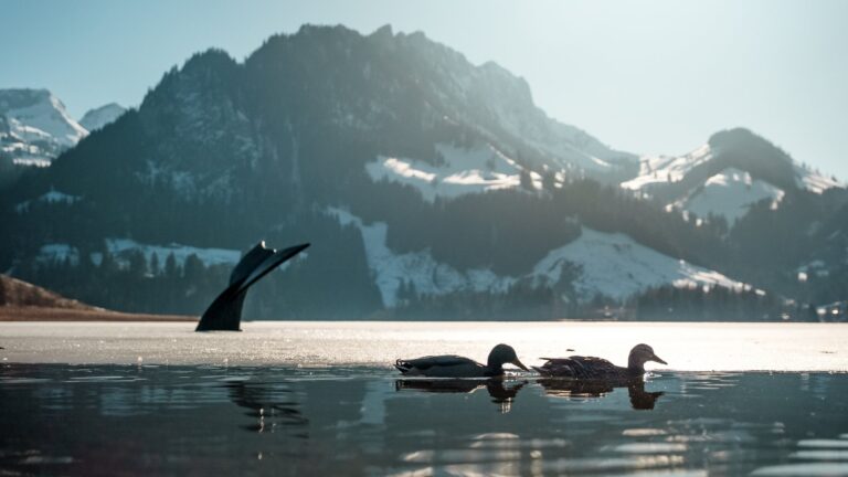 L’incontournable tour du Lac Noir