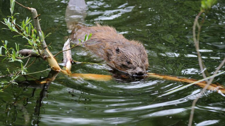 La vie des castors de la Broye