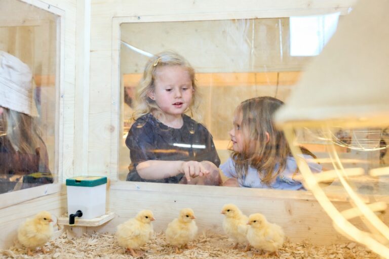 À la rencontre des poussins de charmey