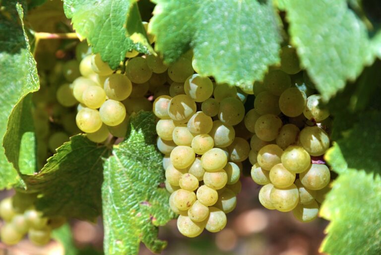 Helvetia Wine & Food Tasting