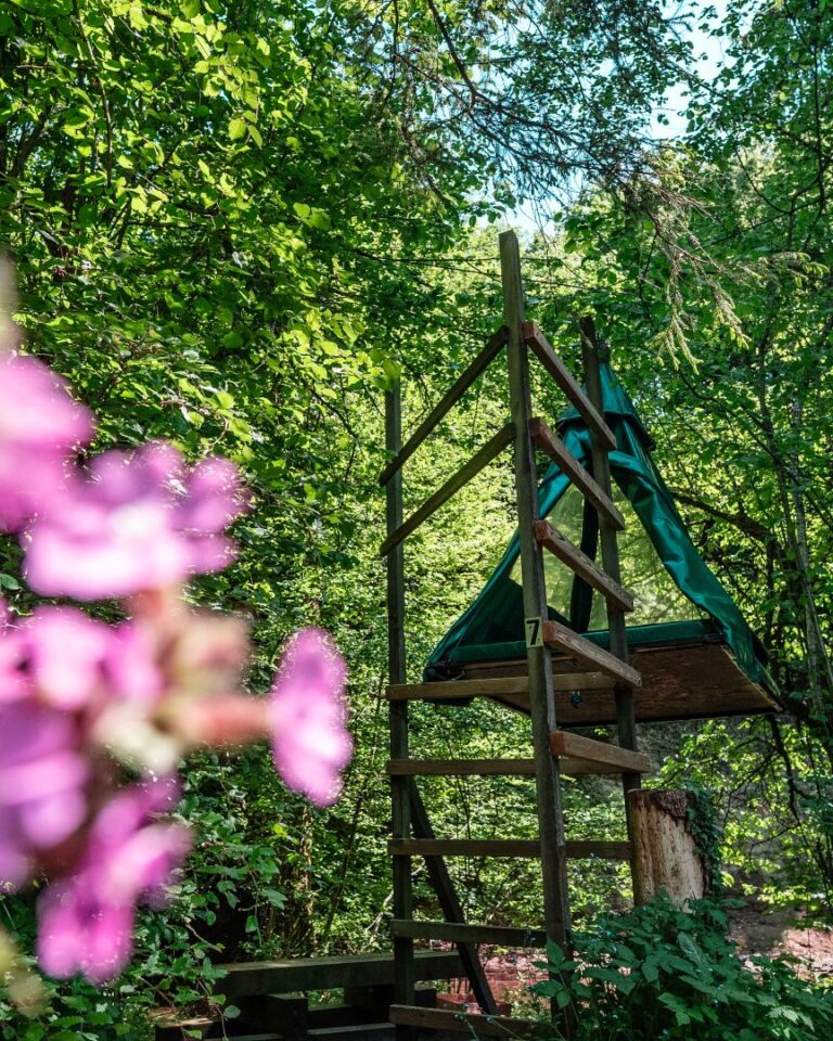 Bivouac dans les arbres