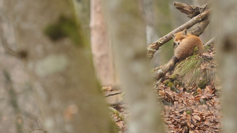 Galerie Calvaire – Exposition – Sottaz Eric