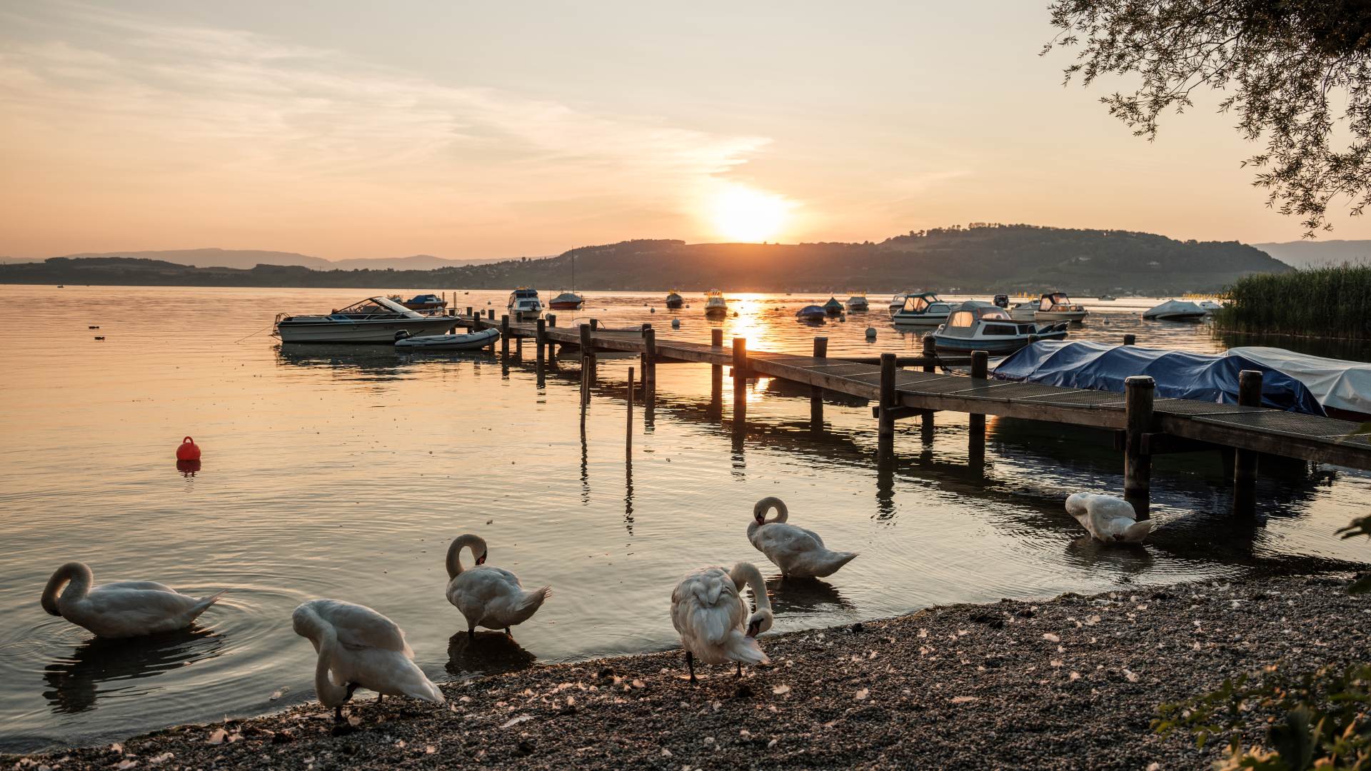 Activités lacustres au Lac de Morat