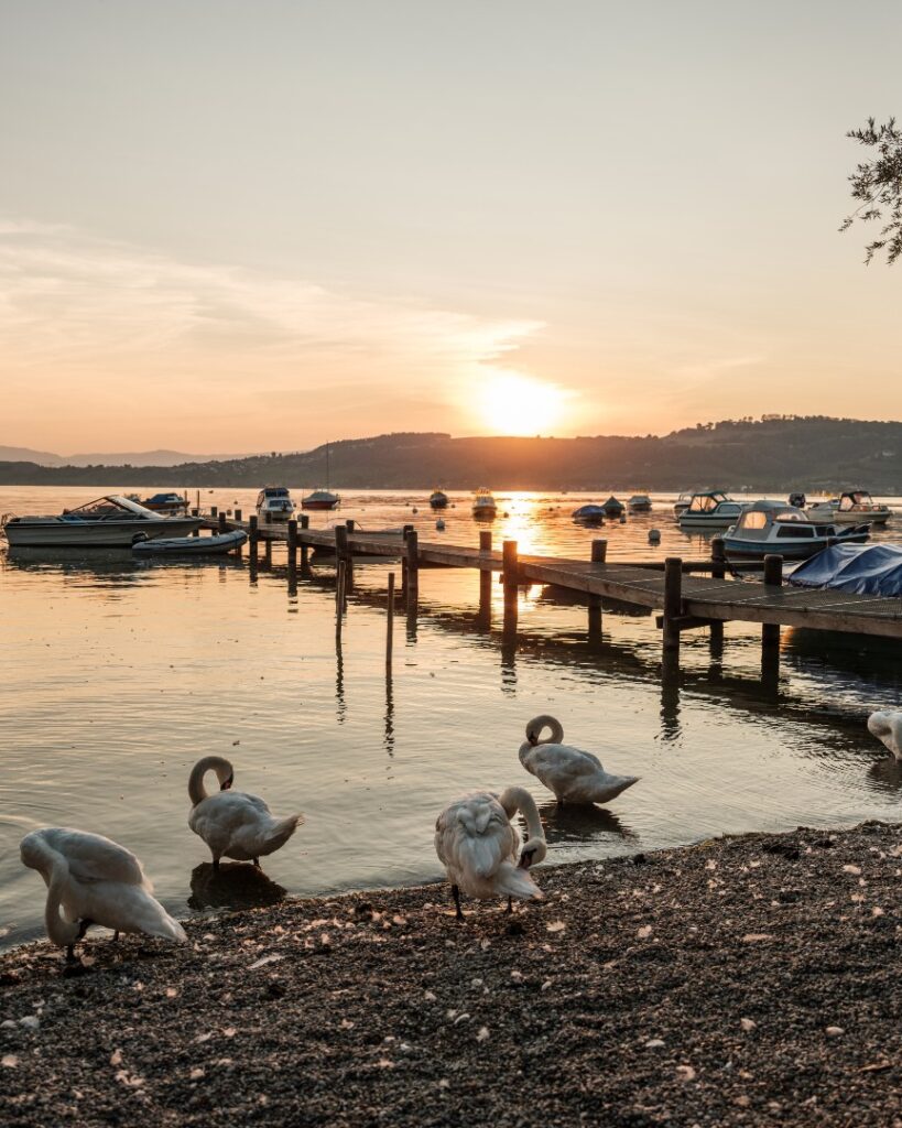 Activités lacustres au Lac de Morat