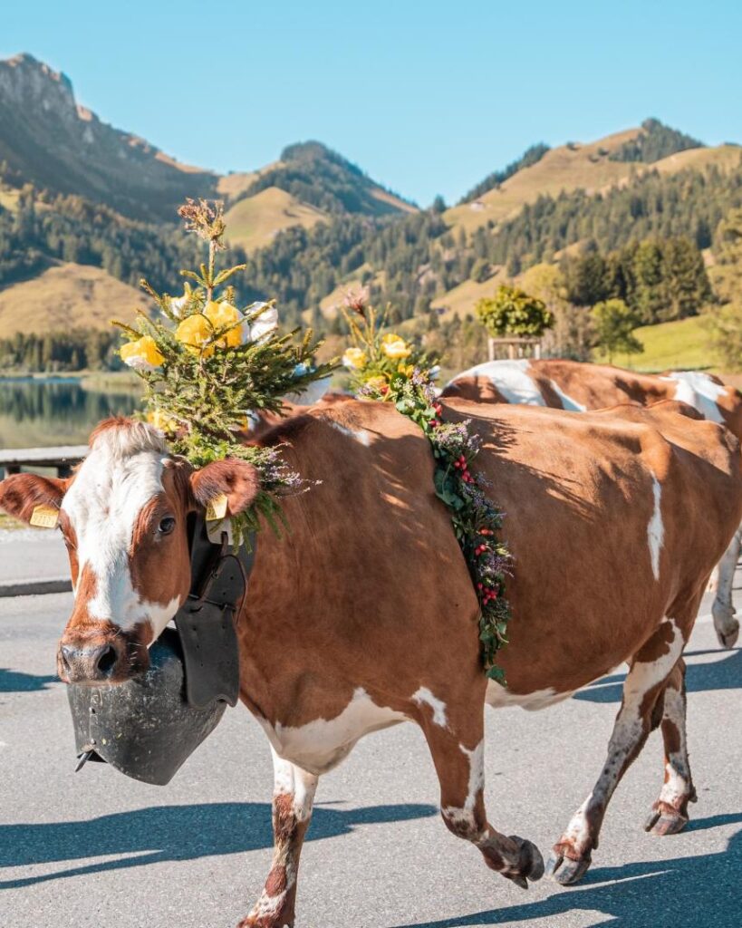 Désalpe à Planfayon