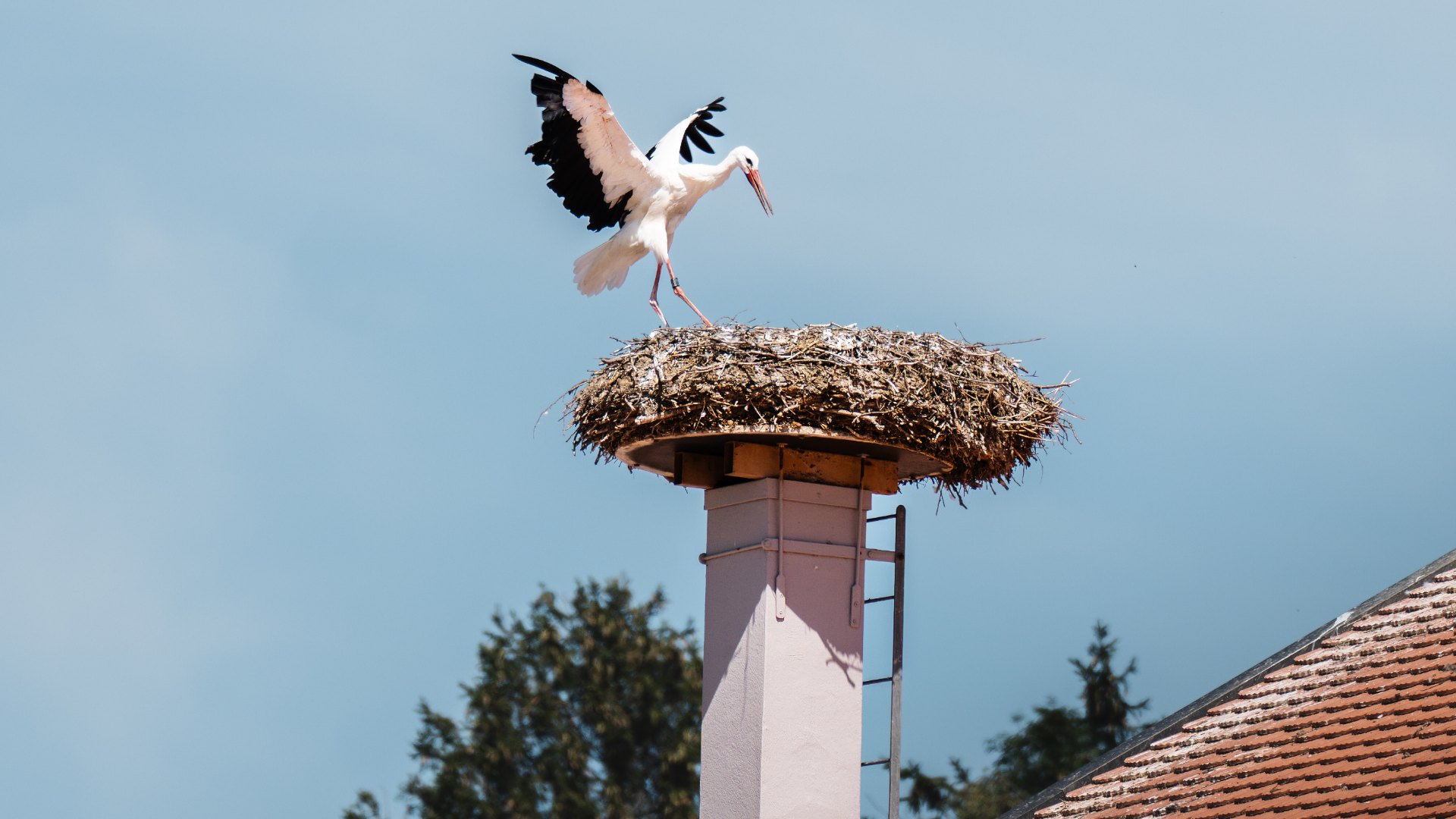 Avenches et ses cigognes