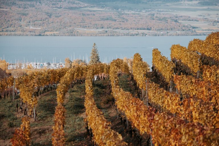 Der Weinlehrpfad von Cheyres