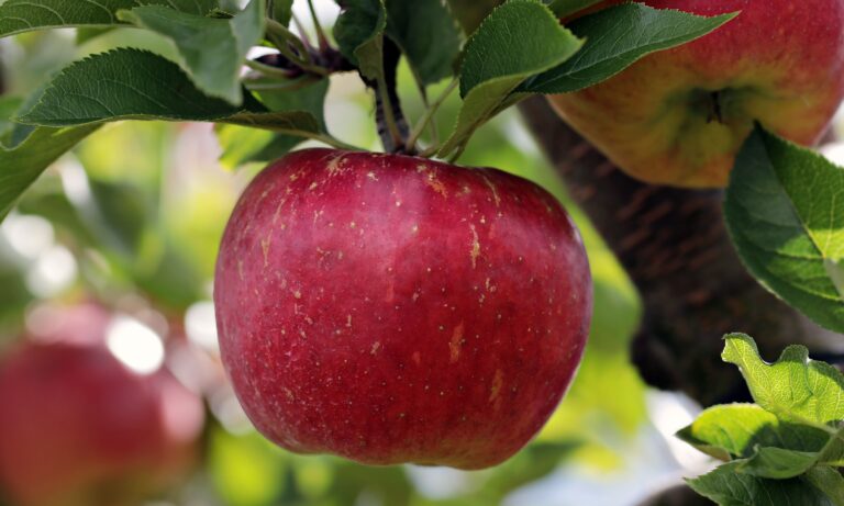 noname_13-apple-2788616 (1)